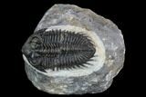 Coltraneia Trilobite Fossil - Huge Faceted Eyes #125089-2